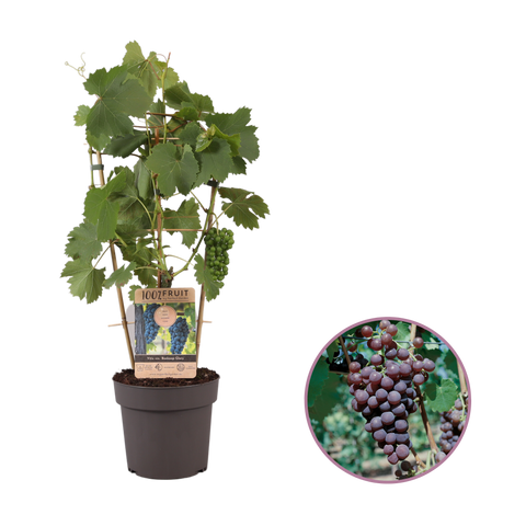 Druivenstruik, Vitis vinifera ‘Boskoop Glory’ | Blauwe druif