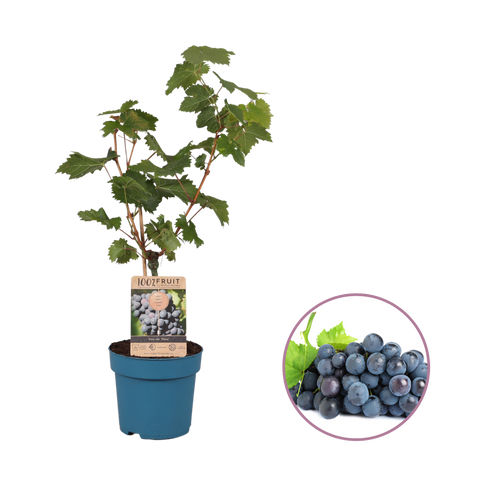 Druivenstruik, Vitis vinifera ‘Nero’ | Blauwe druif