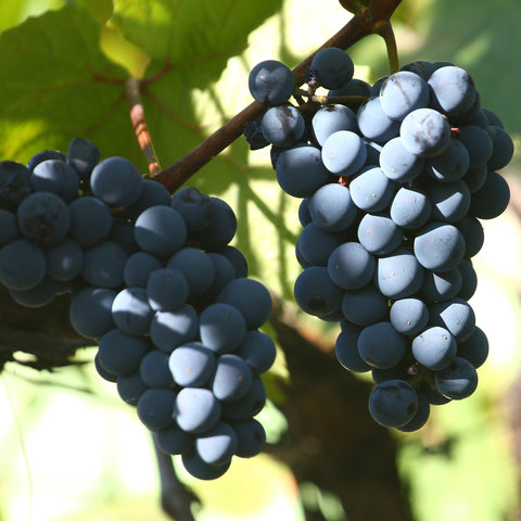 Druivenstruik, Vitis vinifera ‘Nero’ | Blauwe druif