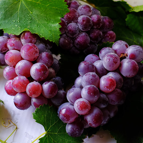 Druivenstruik, Vitis vinifera ‘Vanessa’ | Pitarme rode druif