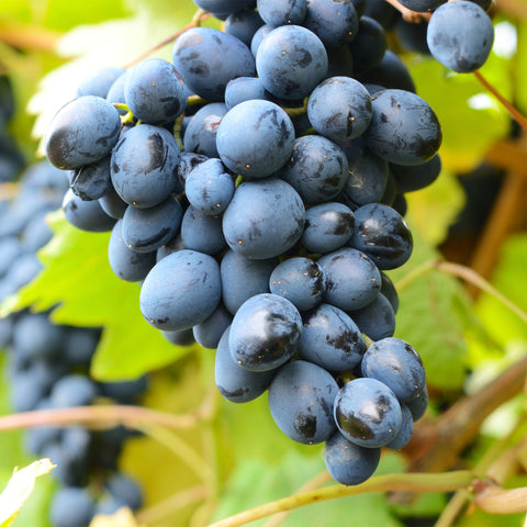 Druivenstruik, Vitis vinifera ‘Venus’ | Pitarme blauwe druif