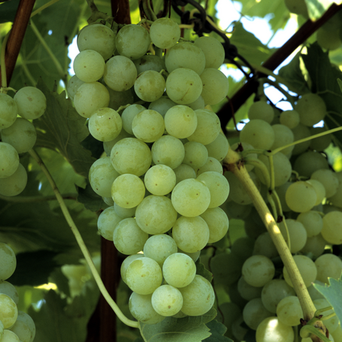 Druivenstruik Vitis vinifera ‘Lakemont’ | Pitarme witte druif
