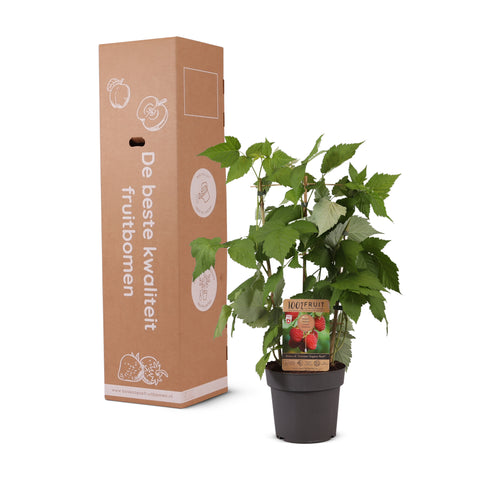 Frambozenplant, Rubus idaeus ‘Twotimer Sugana Red’