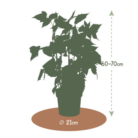 Frambozenplant, Rubus idaeus ‘Twotimer Sugana Red’