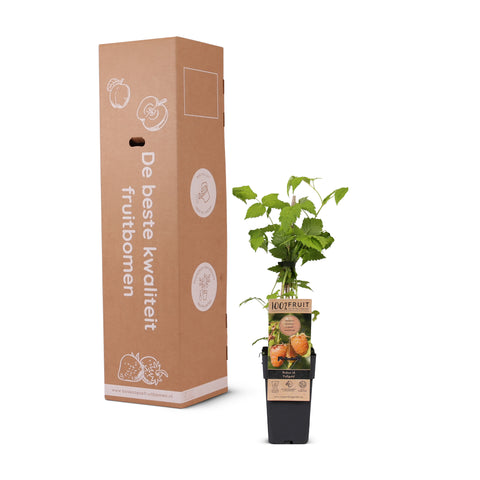 Frambozenplant, Rubus idaeus ‘Twotimer Sugana Yellow’