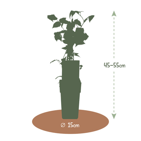 Frambozenplant, Rubus idaeus ‘Fallgold’