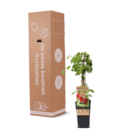 Frambozenplant, Rubus idaeus ‘Zefa’