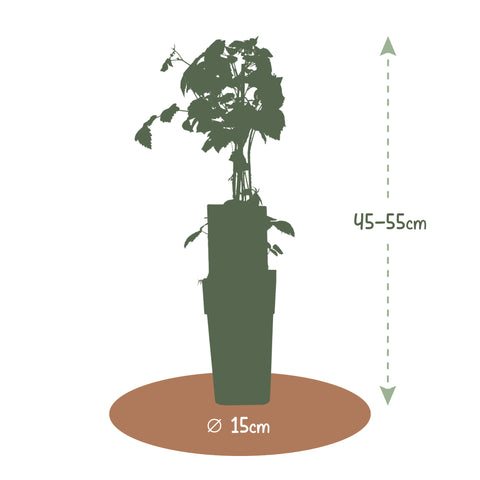 Frambozenplant, Rubus idaeus ‘Zefa’