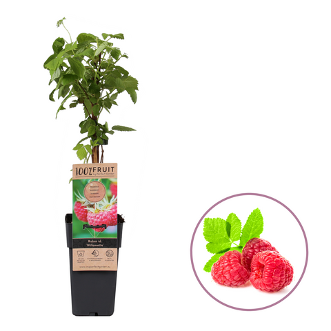 Frambozenplant, Rubus idaeus ‘Willamette’