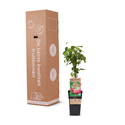 Frambozenplant, Rubus idaeus ‘Heritage’