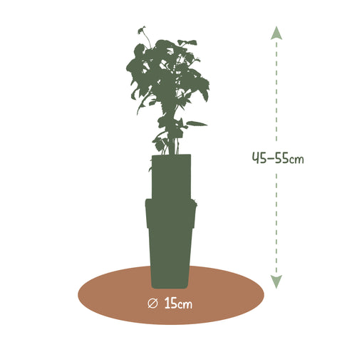 Frambozenplant, Rubus idaeus ‘Malling Promise’