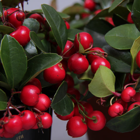 Gaultheria ‘Big Berry’ - 3 stuks en Helleborus niger ‘Christmas Carol’ - 3 stuks