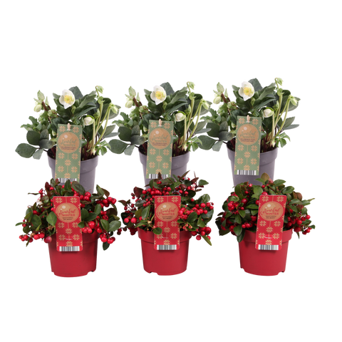 Gaultheria ‘Big Berry’ - 3 stuks en Helleborus niger ‘Christmas Carol’ - 3 stuks