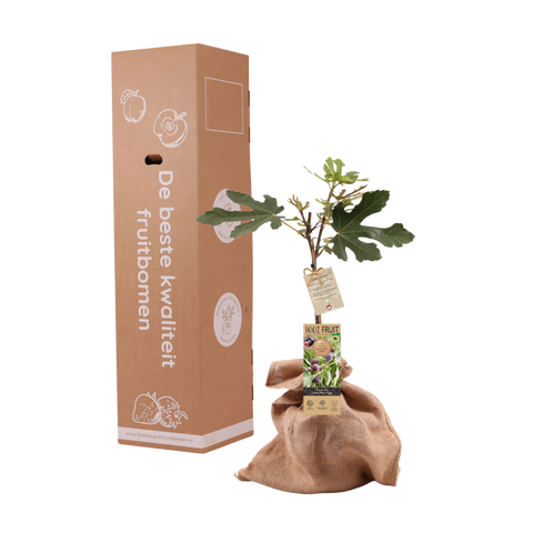 Gedenkboom, vijgenboom