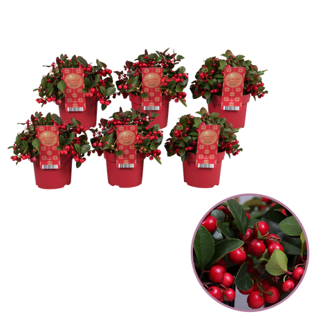 Bergthee, Gaultheria ‘Big Berry’ – 6 stuks