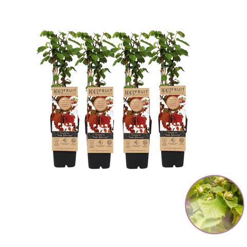 Hazelnoten fruitplanten set - 4 stuks