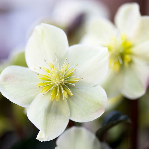 Helleborus niger ‘Christmas Carol’ – 6 stuks