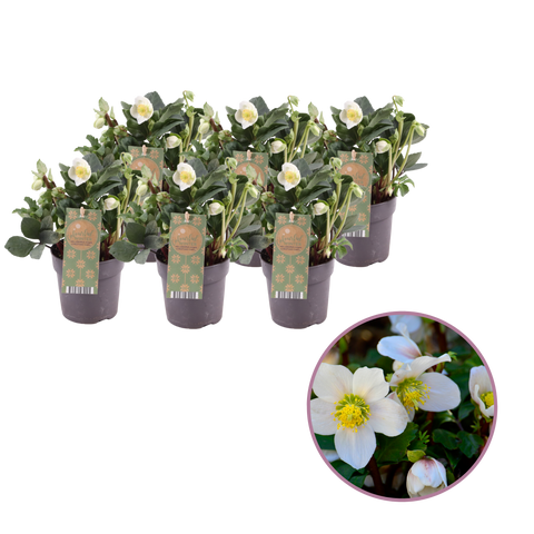 Helleborus niger ‘Christmas Carol’ – 6 stuks