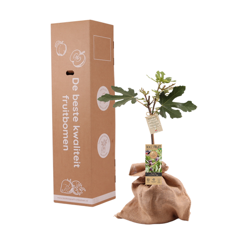 Herinneringsboom, vijgenboom