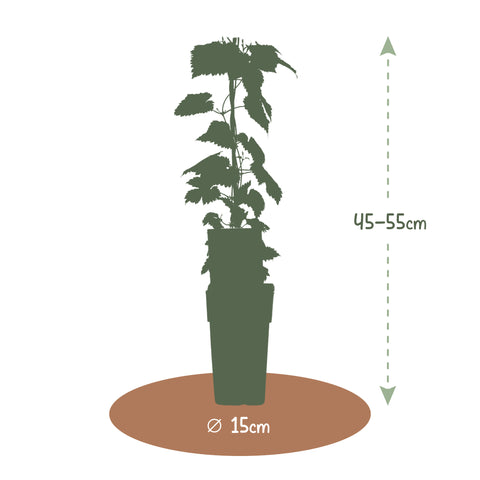 Hopplant, Humulus lupulus ‘Nordbrau’