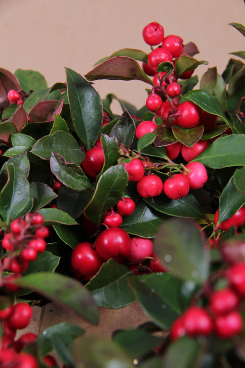 Gaultheria ‘Big Berry’ - 3 stuks en Helleborus niger ‘Christmas Carol’ - 3 stuks