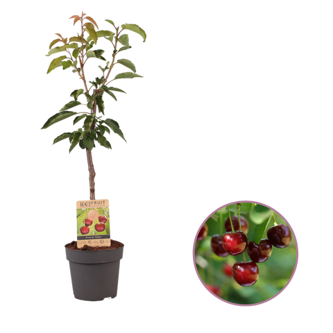 Kersenboom, Prunus avium ‘Regina’