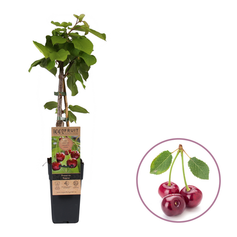 Kersenboom, Prunus avium ‘Regina’ (45 - 55 cm)