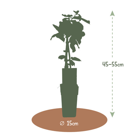 Kersenboom, Prunus avium ‘Regina’ (45 - 55 cm)
