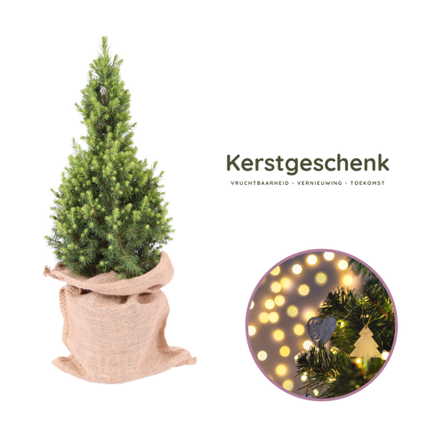 Kerstgeschenk, Mini kerstboom