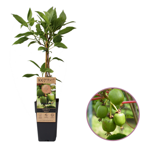 Kiwiplant, Actinidia arguta ‘Geneva’