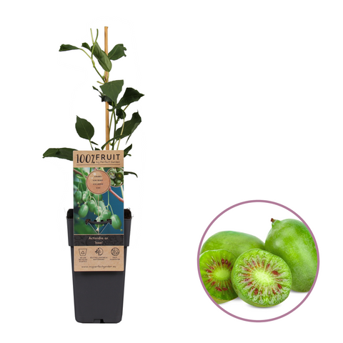 Kiwiplant, Actinidia arguta ‘Issai’
