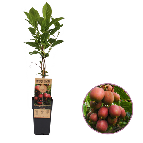 Kiwiplant, Actinidia arguta ‘Ken’s Red’