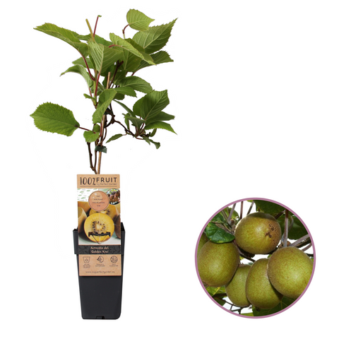 Kiwiplant, Actinidia deliciosa ‘Golden Kiwi’