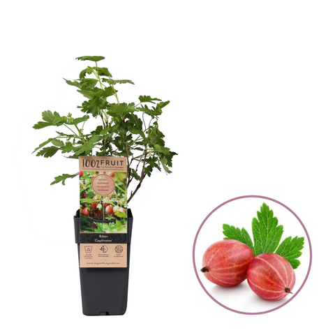 Rode kruisbessenplant, Ribes ‘Captivator’