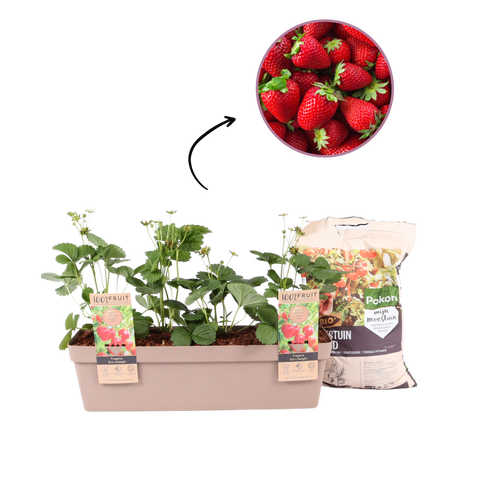 Moederdag aardbeien plantenbak