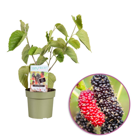 Moerbeiplant, Morus alba ‘Giant Fruit’
