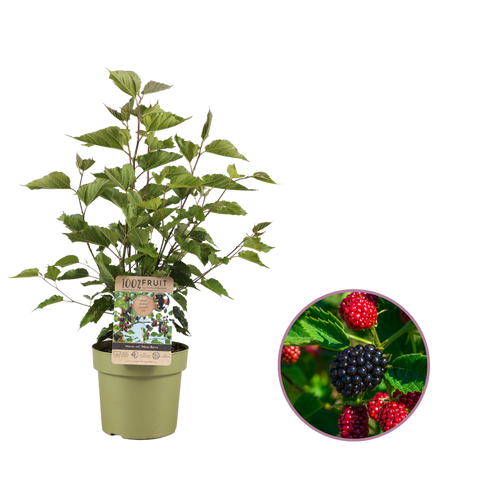 Moerbeiplant, Morus rotundiloba BonBonBerry® ‘Mojo Berry’