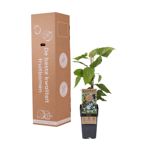 Moerbeiplant, Morus rotundiloba BonBonBerry® ‘Mojo Berry’ - (45 - 55 cm)
