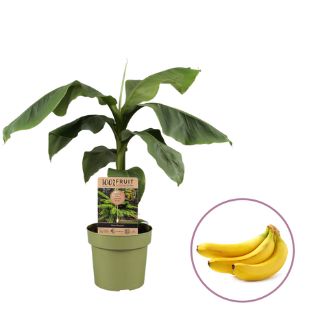 Bananenboom, Musa Basjoo