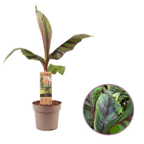 Bananenboom, Musa Ever Red