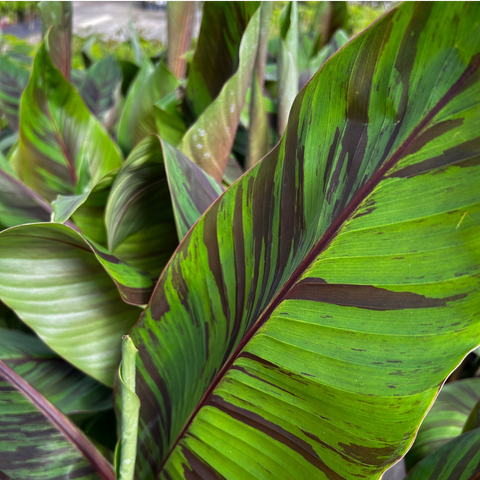 Bananenboom, Musa Ever Red
