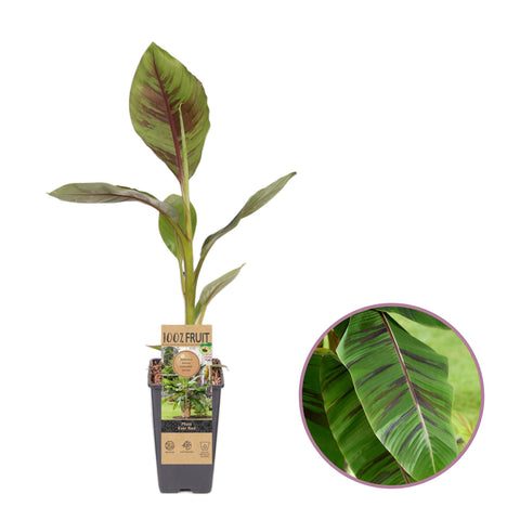 Bananenplant, Musa Ever Red