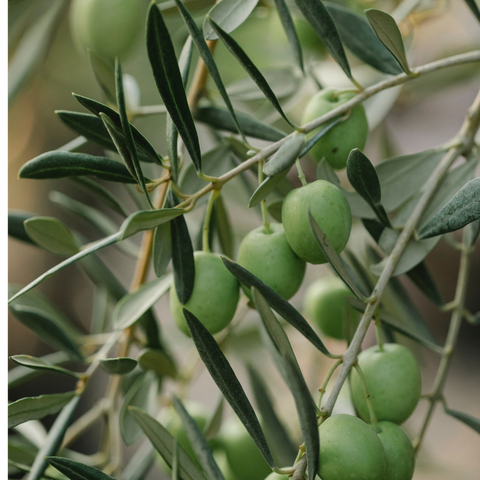 Levensboom, olijfboom