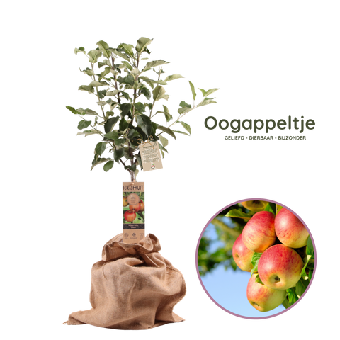 Oogappeltje, appelboom
