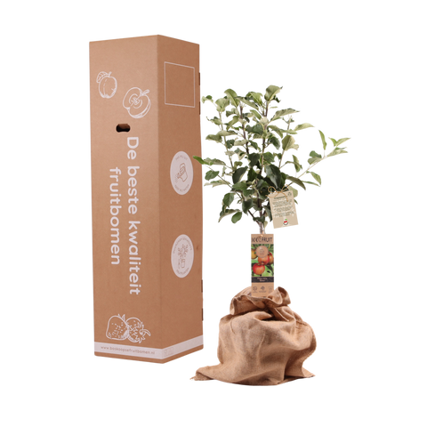 Oogappeltje, appelboom