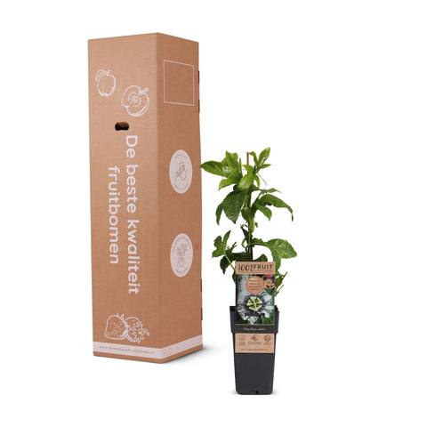 Passievruchtplant, Passiflora edulis