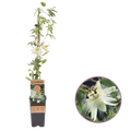Passiflora Constance Elliot kopen bij Boskoopse Fruitbomen