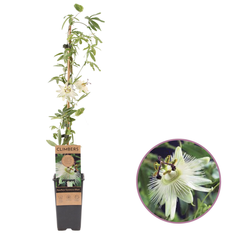 Passiflora Constance Elliot kopen bij Boskoopse Fruitbomen