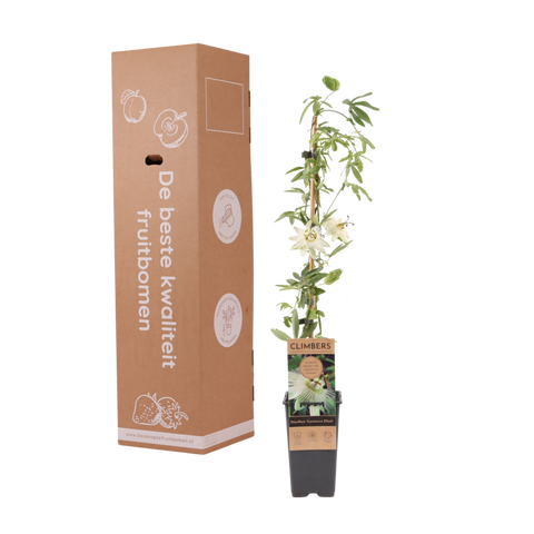 Witte passiebloem, Passiflora Constance Elliot