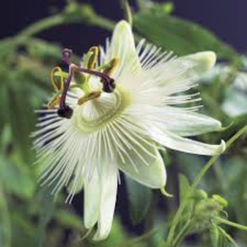 Grote witte bloemen van Passiflora Constance Elliot